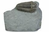 Prone Flexicalymene Trilobite - Mt Orab, Ohio #375194-1